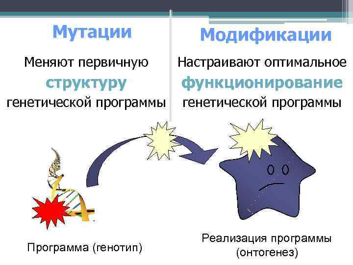 Мутации Модификации Меняют первичную Настраивают оптимальное структуру функционирование генетической программы Программа (генотип) Реализация программы