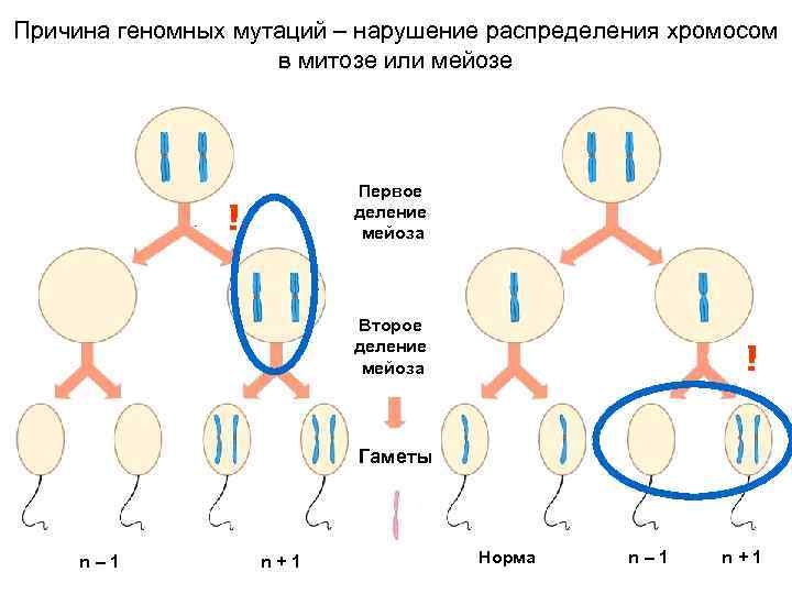 Синдром дауна механизм. Синдром Дауна мейоз. Нарушение расхождения половых хромосом в мейозе. Схема мейоза анеуплоидия. Патология мейоза нерасхождение хромосом.