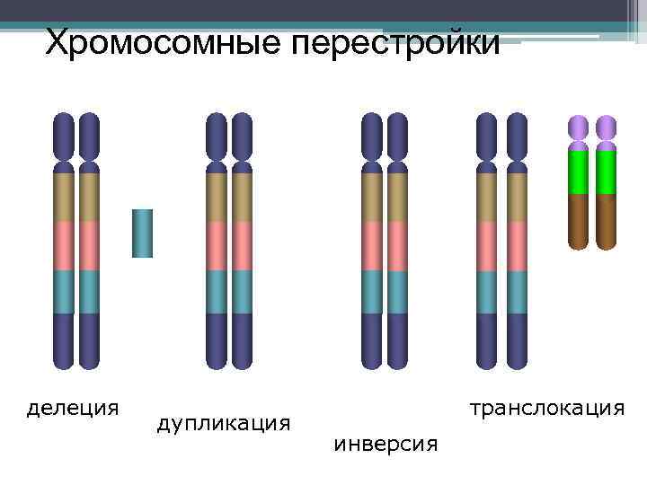 Делеция хромосомы