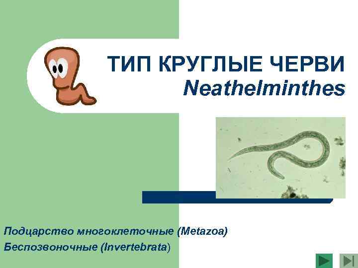 ТИП КРУГЛЫЕ ЧЕРВИ Neathelminthes Подцарство многоклеточные (Metazoa) Беспозвоночные (Invertebrata) 