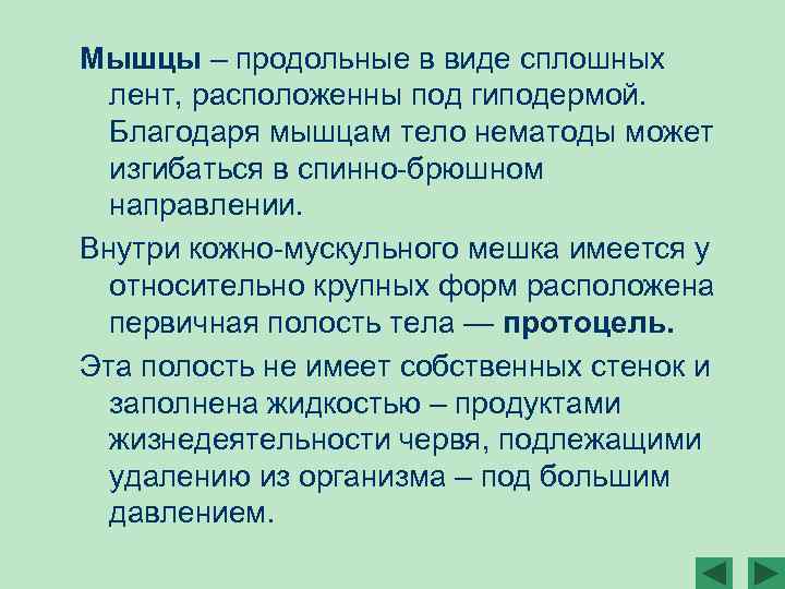 Мышцы – продольные в виде сплошных лент, расположенны под гиподермой. Благодаря мышцам тело нематоды