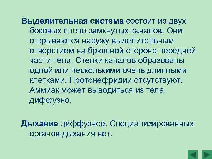 Выделительная система состоит из двух боковых слепо замкнутых каналов. Они открываются наружу выделительным отверстием