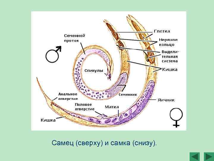 Самец (сверху) и самка (снизу). 