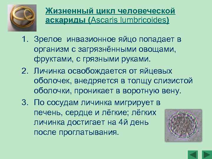 Жизненный цикл человеческой аскариды (Ascaris lumbricoides) 1. Зрелое инвазионное яйцо попадает в организм с
