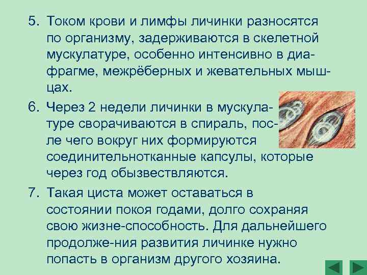 5. Током крови и лимфы личинки разносятся по организму, задерживаются в скелетной мускулатуре, особенно