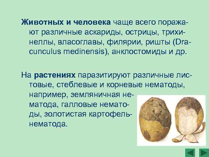 Животных и человека чаще всего поражают различные аскариды, острицы, трихинеллы, власоглавы, филярии, ришты (Dracunculus