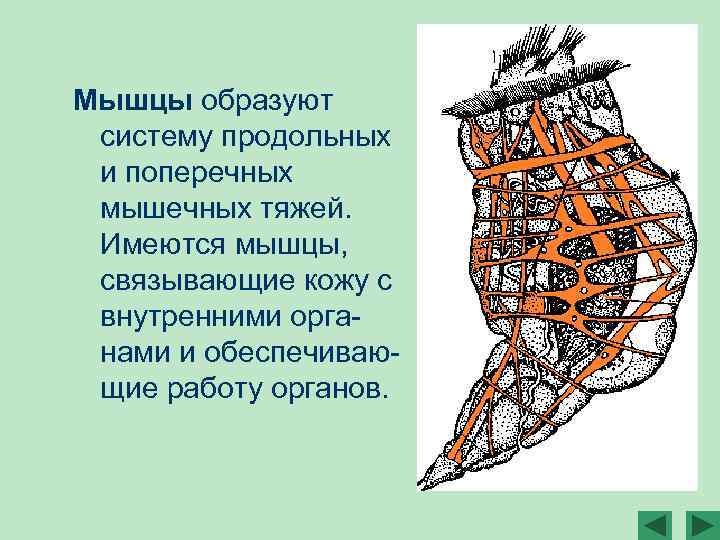 Мышцы образуют систему продольных и поперечных мышечных тяжей. Имеются мышцы, связывающие кожу с внутренними