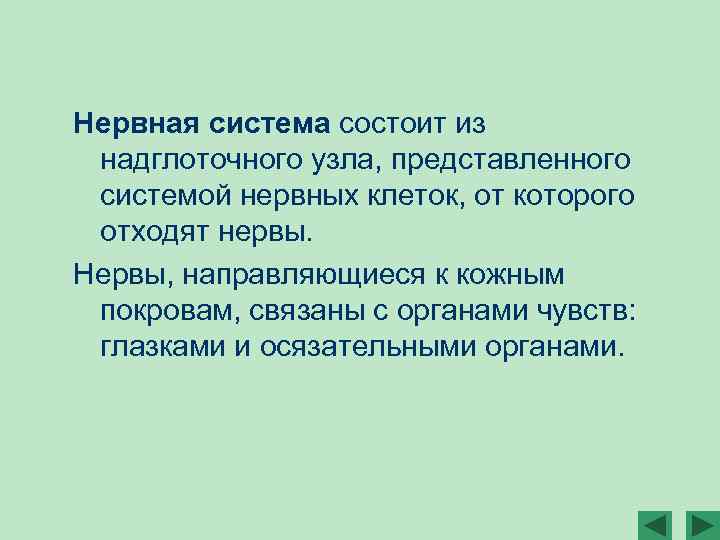 Нервная система состоит из надглоточного узла, представленного системой нервных клеток, от которого отходят нервы.