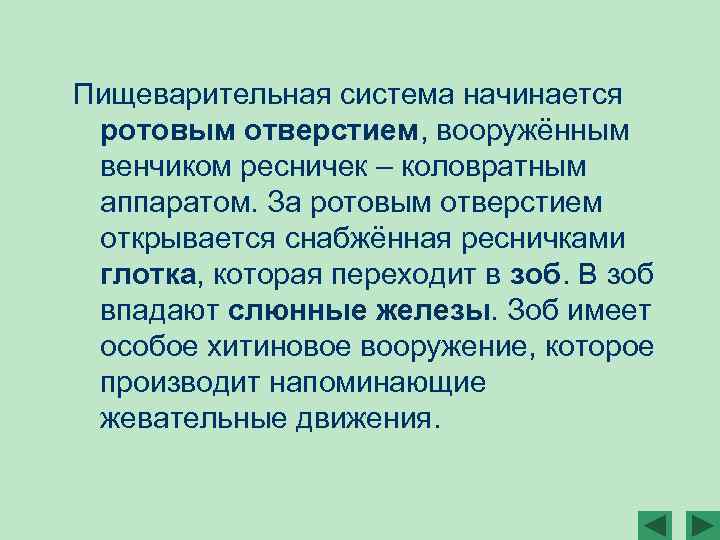 Пищеварительная система начинается ротовым отверстием, вооружённым венчиком ресничек – коловратным аппаратом. За ротовым отверстием