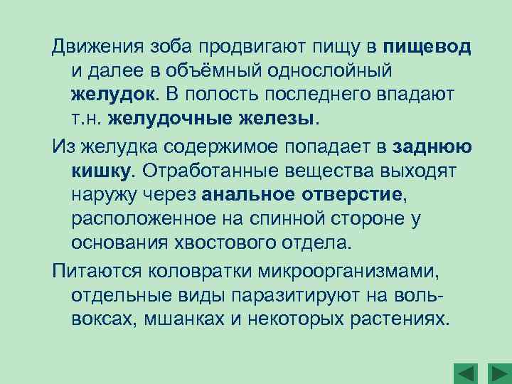 Движения зоба продвигают пищу в пищевод и далее в объёмный однослойный желудок. В полость
