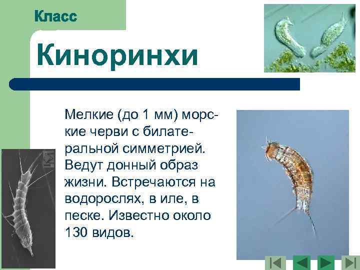 Киноринхи Мелкие (до 1 мм) морские черви с билатеральной симметрией. Ведут донный образ жизни.