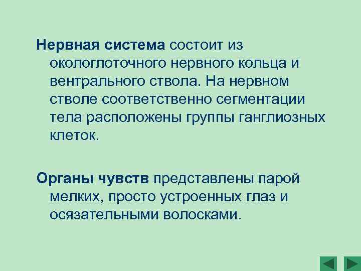 Нервная система состоит из окологлоточного нервного кольца и вентрального ствола. На нервном стволе соответственно