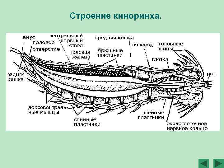 Строение киноринха. 