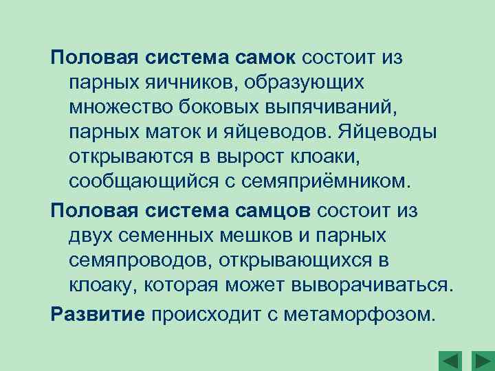Половая система самок состоит из парных яичников, образующих множество боковых выпячиваний, парных маток и