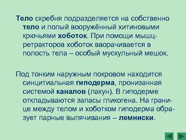 Тело скребня подразделяется на собственно тело и полый вооружённый хитиновыми крючьями хоботок. При помощи