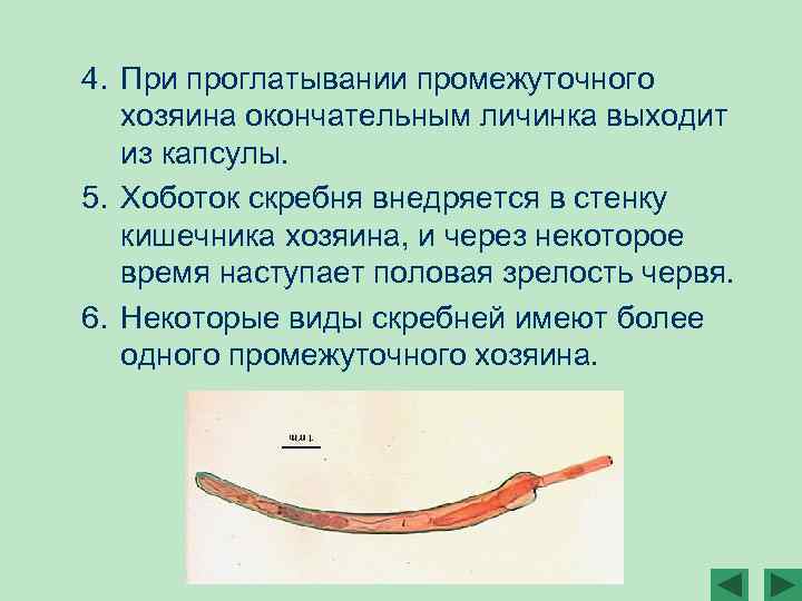 4. При проглатывании промежуточного хозяина окончательным личинка выходит из капсулы. 5. Хоботок скребня внедряется