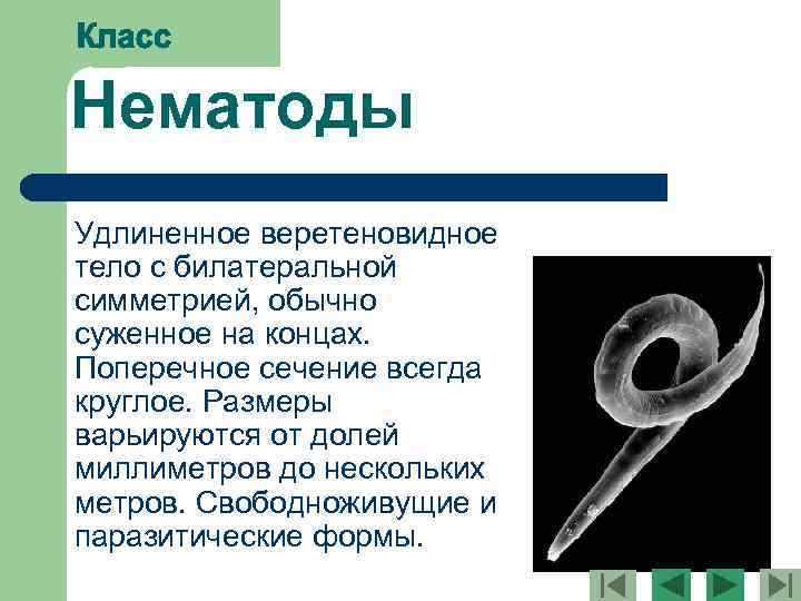 Нематоды Удлиненное веретеновидное тело с билатеральной симметрией, обычно суженное на концах. Поперечное сечение всегда