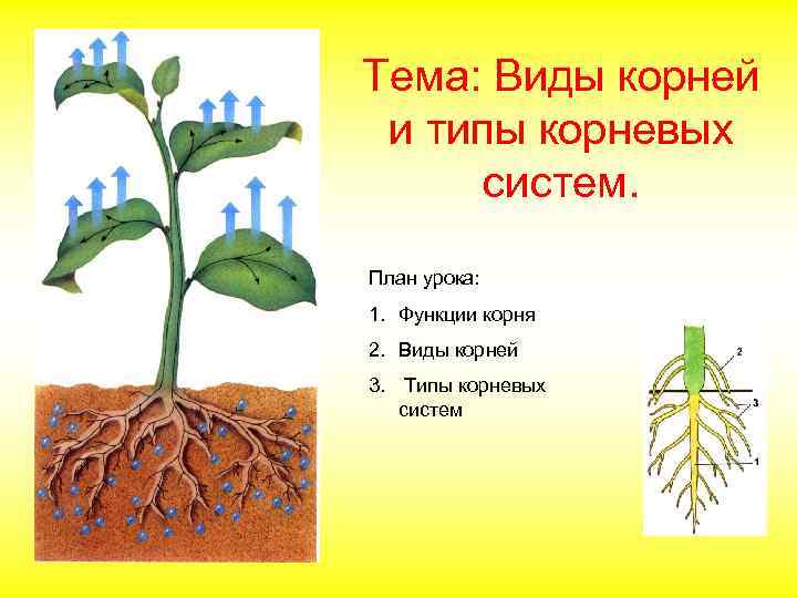 Тема: Виды корней и типы корневых систем. План урока: 1. Функции корня 2. Виды
