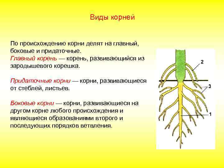 Виды корней По происхождению корни делят на главный, боковые и придаточные. Главный корень —