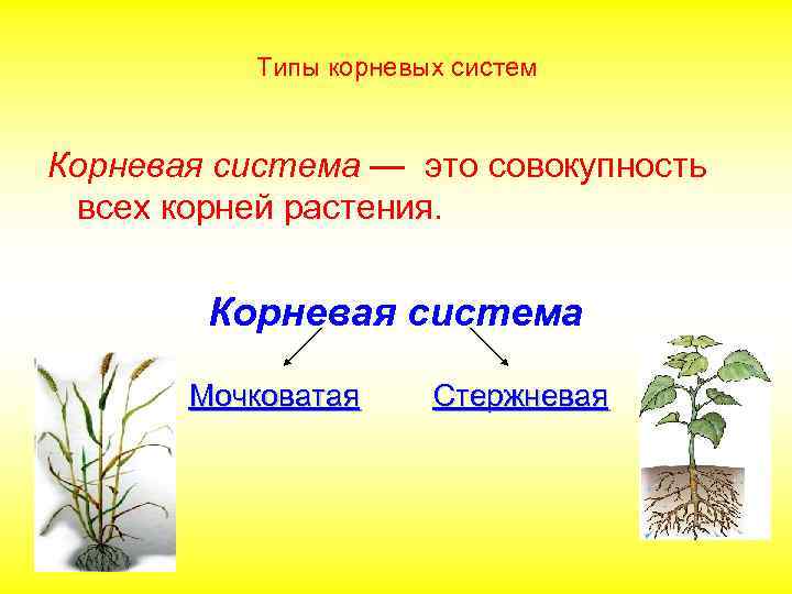 Типы корневых систем Корневая система — это совокупность всех корней растения. Корневая система Мочковатая