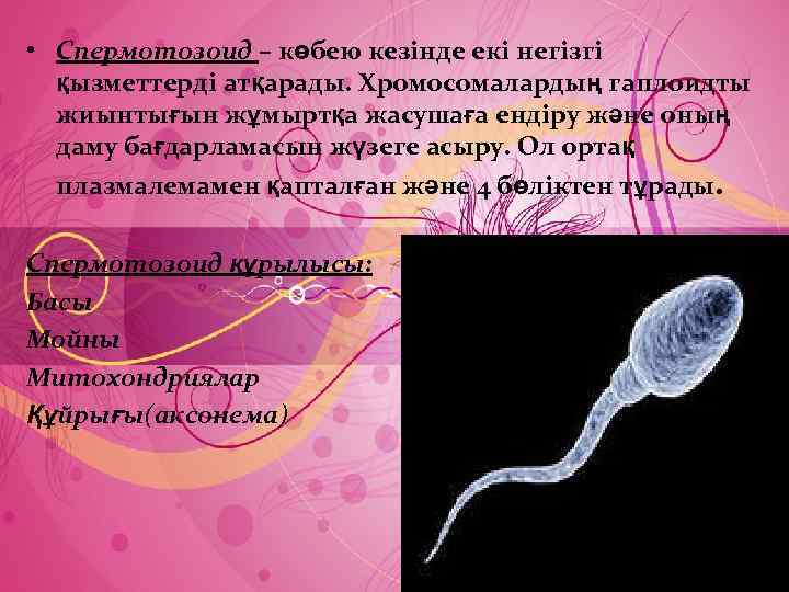  • Спермотозоид – көбею кезінде екі негізгі қызметтерді атқарады. Хромосомалардың гаплоидты жиынтығын жұмыртқа
