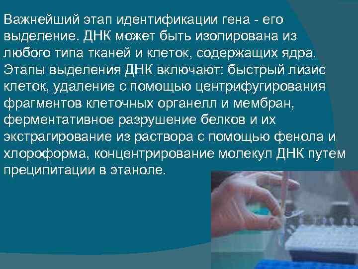 Важнейший этап идентификации гена его выделение. ДНК может быть изолирована из любого типа тканей