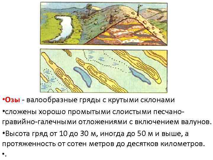  • Озы - валообразные гряды с крутыми склонами • сложены хорошо промытыми слоистыми