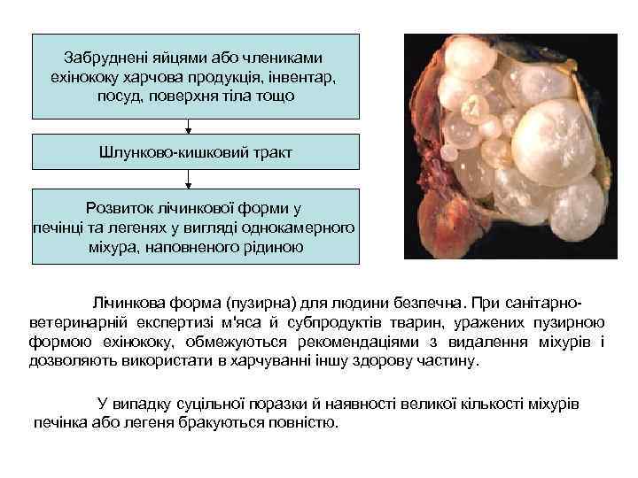 Забруднені яйцями або члениками ехінококу харчова продукція, інвентар, посуд, поверхня тіла тощо Шлунково-кишковий тракт