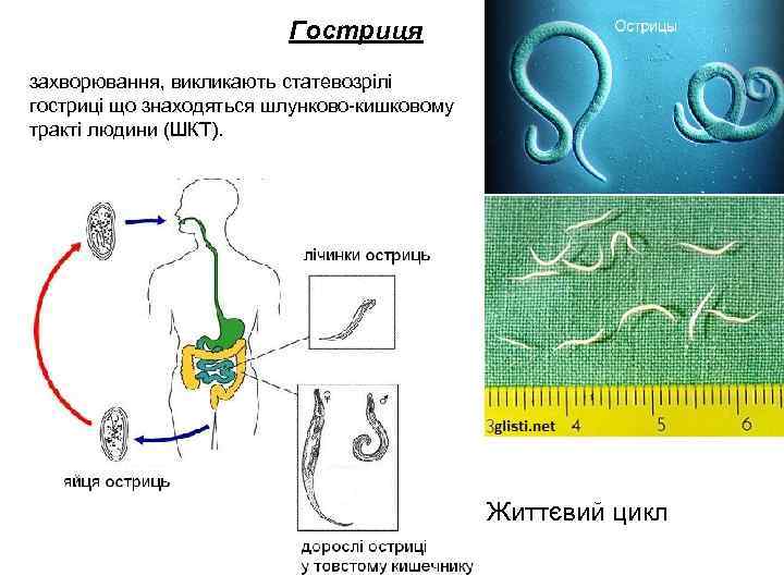 Гостриця захворювання, викликають статевозрілі гостриці що знаходяться шлунково-кишковому тракті людини (ШКТ). Життєвий цикл 