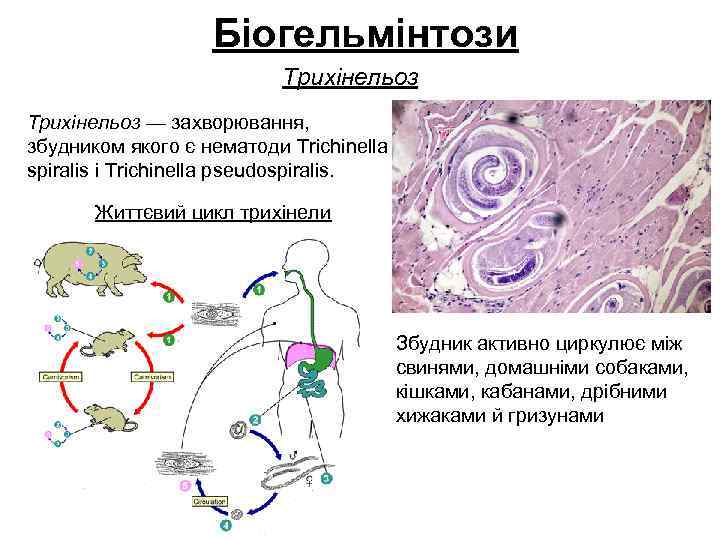 Біогельмінтози Трихінельоз — захворювання, збудником якого є нематоди Trichinella spiralis і Trichinella pseudospiralis. Життєвий