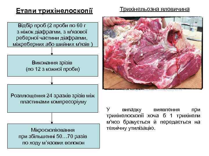 Етапи трихінелоскопії Трихінельозна яловичина Відбір проб (2 проби по 60 г з ніжок діафрагми,