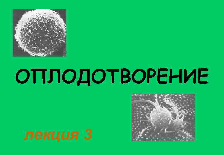 ОПЛОДОТВОРЕНИЕ лекция 3 