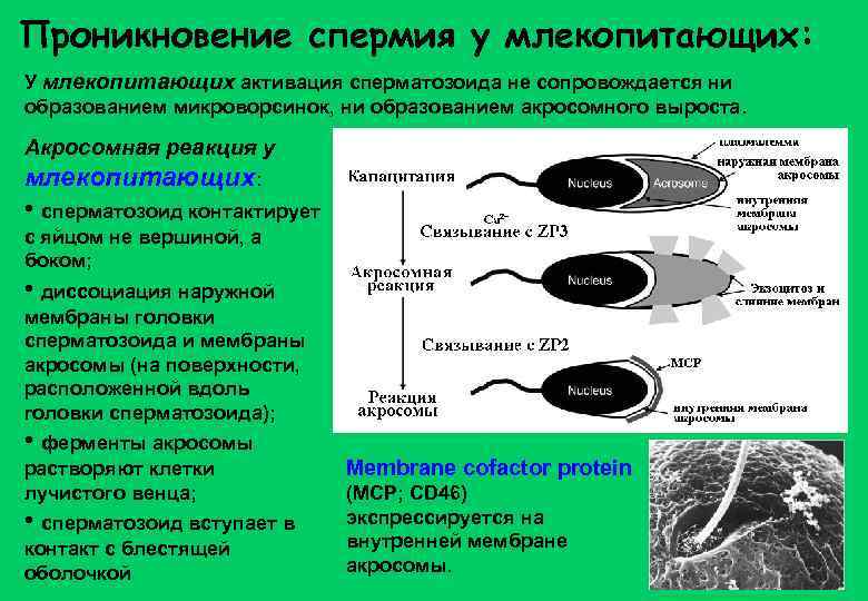 Проникновение спермия у млекопитающих: У млекопитающих активация сперматозоида не сопровождается ни образованием микроворсинок, ни
