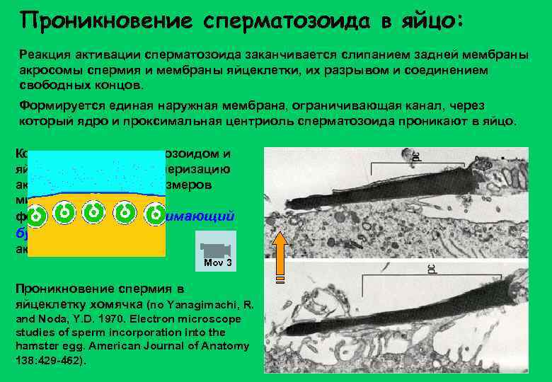 Проникновение сперматозоида в яйцо: Реакция активации сперматозоида заканчивается слипанием задней мембраны акросомы спермия и