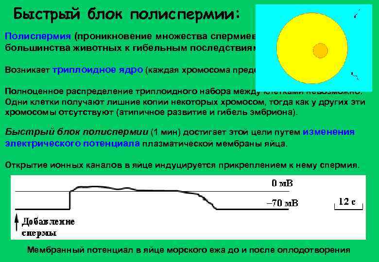 Быстрый блок полиспермии: Полиспермия (проникновение множества спермиев) приводит у большинства животных к гибельным последствиям.