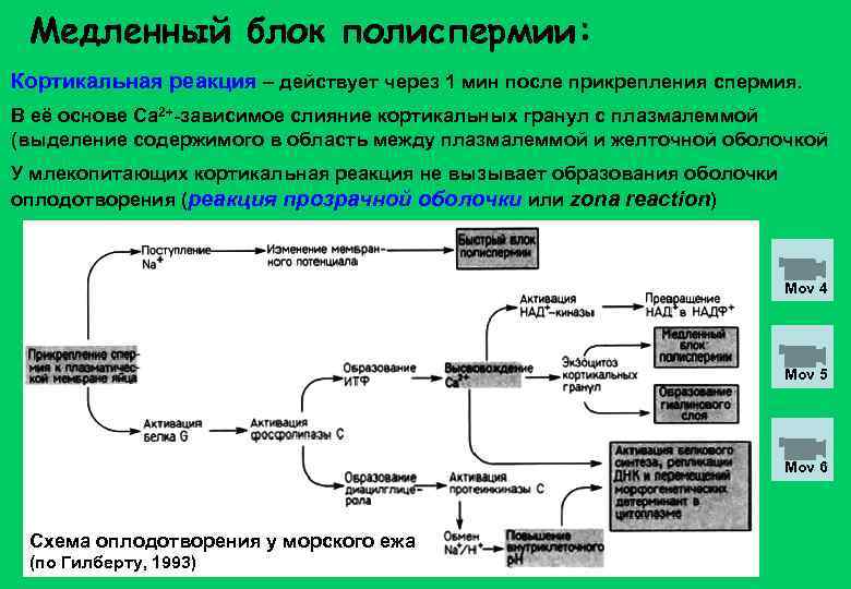 Медленный блок полиспермии: Кортикальная реакция – действует через 1 мин после прикрепления спермия. В