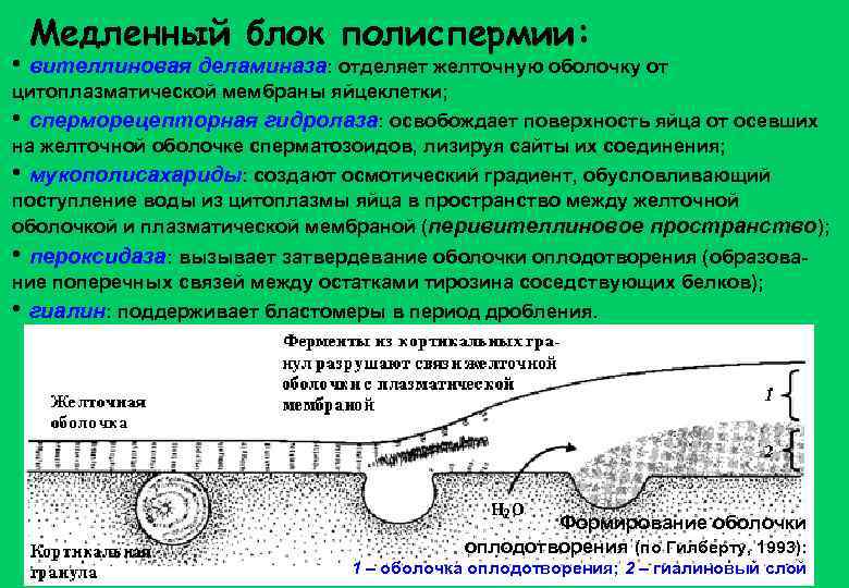 Медленный блок полиспермии: • вителлиновая деламиназа: отделяет желточную оболочку от цитоплазматической мембраны яйцеклетки; •