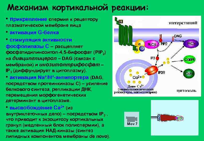 Механизм кортикальной реакции: • прикрепление спермия к рецептору плазматической мембране яйца • активация G-белка