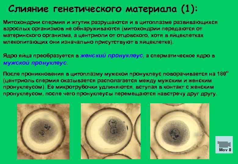 Слияние генетического материала (1): Митохондрии спермия и жгутик разрушаются и в цитоплазме развивающихся взрослых