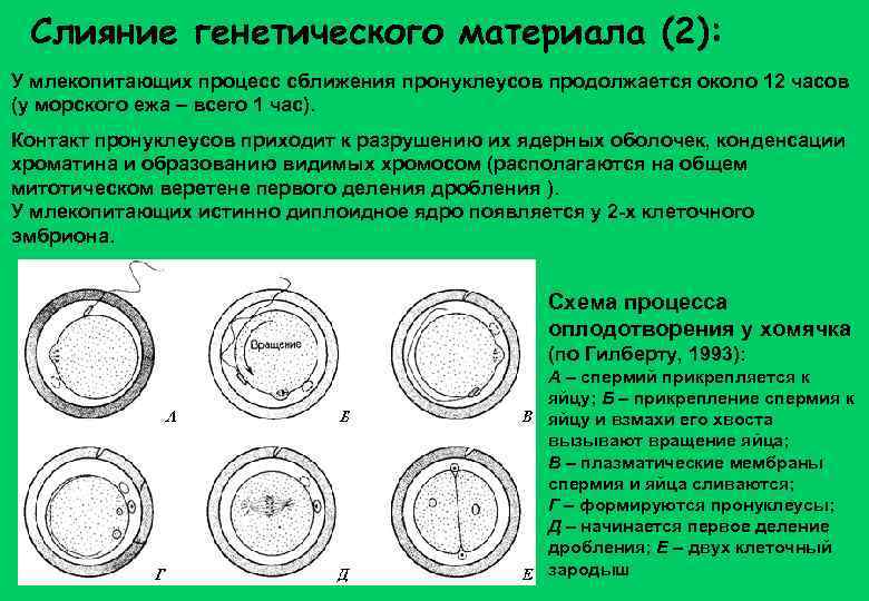 Слияние генетического материала (2): У млекопитающих процесс сближения пронуклеусов продолжается около 12 часов (у