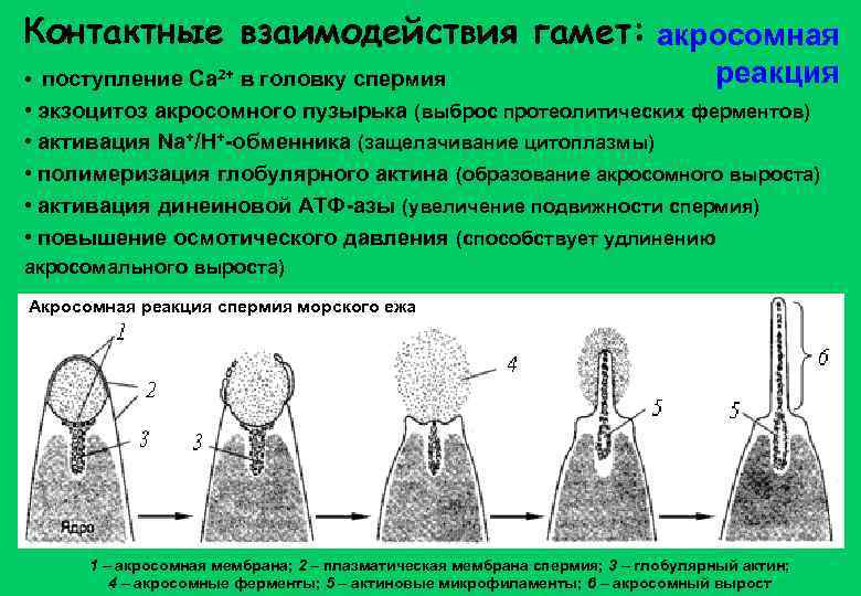 Контактные взаимодействия гамет: акросомная • поступление Ca 2+ в головку спермия реакция • экзоцитоз