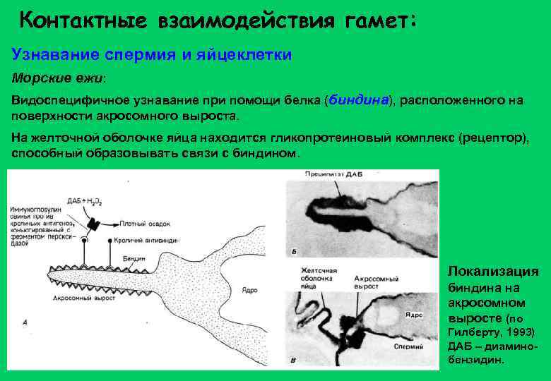 Контактные взаимодействия гамет: Узнавание спермия и яйцеклетки Морские ежи: Видоспецифичное узнавание при помощи белка