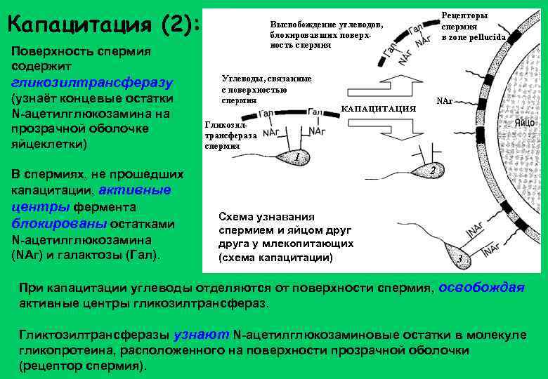 Капацитация (2): Поверхность спермия содержит гликозилтрансферазу (узнаёт концевые остатки N-ацетилглюкозамина на прозрачной оболочке яйцеклетки)