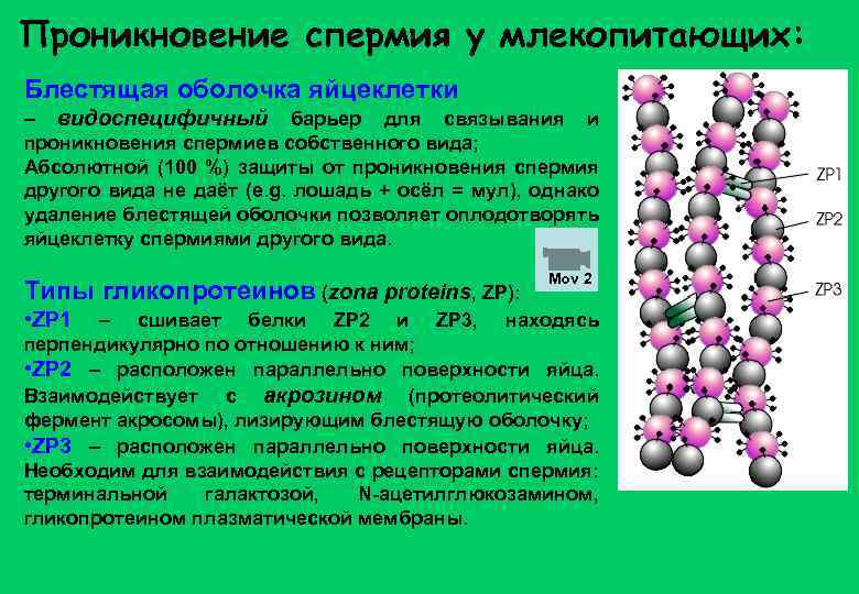 Проникновение спермия у млекопитающих: Блестящая оболочка яйцеклетки – видоспецифичный барьер для связывания и проникновения