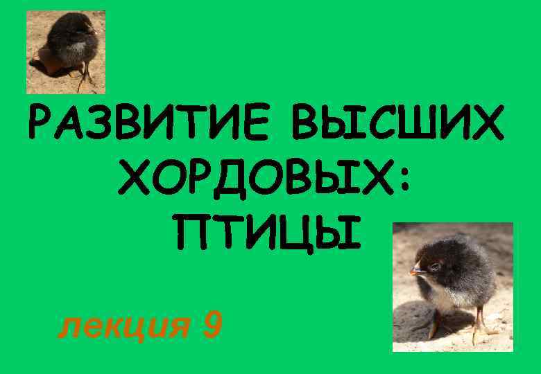РАЗВИТИЕ ВЫСШИХ ХОРДОВЫХ: ПТИЦЫ лекция 9 