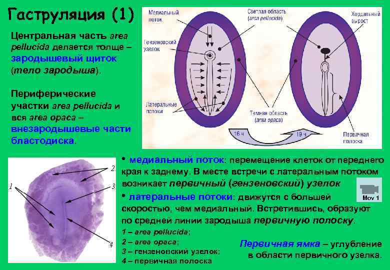 Первичный узелок. Первичный узелок гаструляция. Гаструляция 2 этап гистология. Первичная полоска гаструляция.