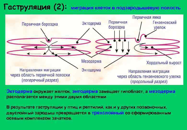 Гаструляция (2): миграция клеток в подзародышевую полость Эктодерма окружает желток, энтодерма замещает гипобласт, а