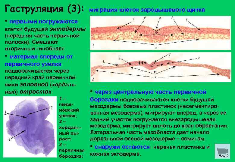 Гаструляция (3): миграция клеток зародышевого щитка • первыми погружаются клетки будущей энтодермы (передняя часть