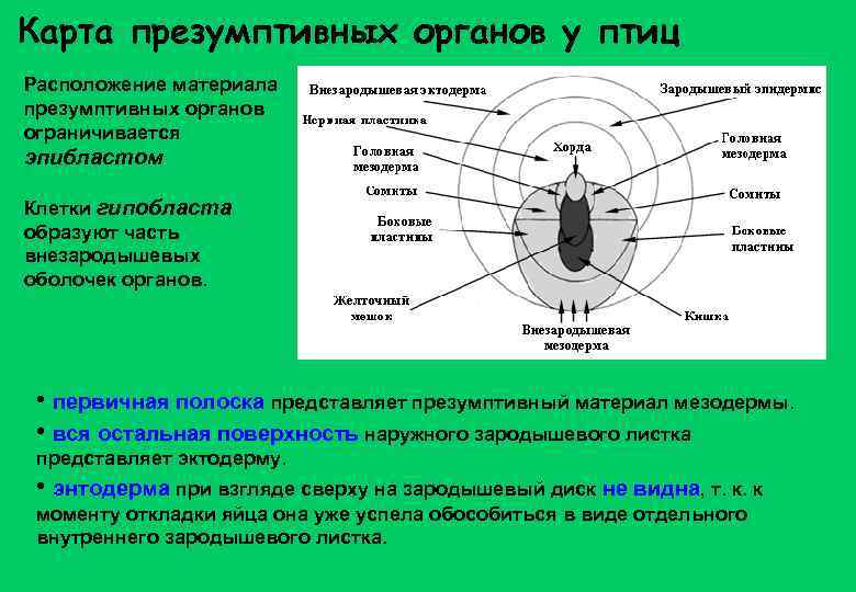 Карта презумптивных органов у птиц Расположение материала презумптивных органов ограничивается эпибластом Клетки гипобласта образуют