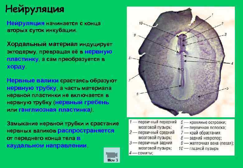 Нейруляция начинается с конца вторых суток инкубации. Хордальный материал индуцирует эктодерму, превращая её в